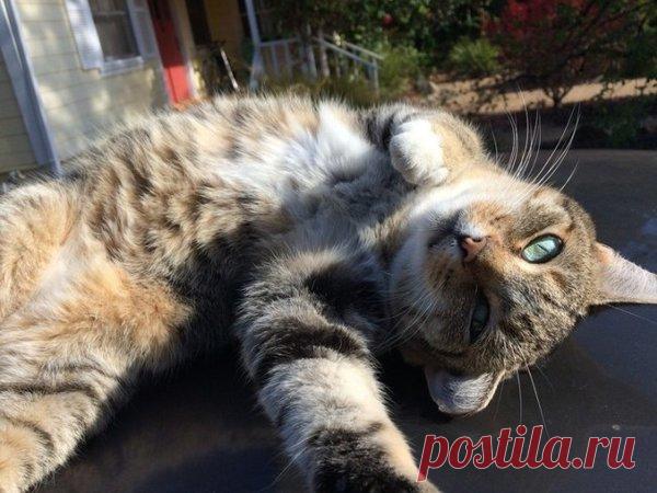 27 котов, которые круче всех делают селфи | Котомама на пенсии | Яндекс Дзен