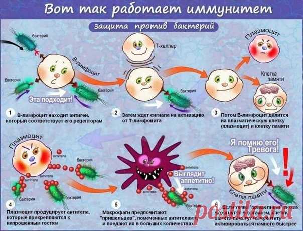 Смешной рассказ про иммунитет

Скопировано из одной весёлой врачебной группы..даже врачи прикалываются....

Честно признаюсь, что начало истории подглядел на пикабу и потом просто немного развил ее:

Я: - Иммунитет, что за нафиг, почему у меня температура 40?
Иммунитет: - Я выбросил в кровь пирогены, которые добрались до центра терморегуляции в гипоталамусе и тот сместил точку равновесия в сторону теплопродукции.
Я: - К черту физиологию, зачем так много?
Иммунитет: - Обнар...