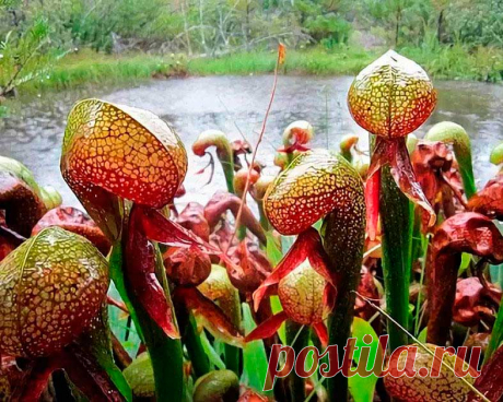 Комнатное растение Дарлингтония (Darlingtonia). Это удивительное растение способно охотиться на насекомых. Видоизмененные листья дарлингтонии являются ловушками, наполненными пищеварительным соком. В них перевариваются двукрылые жертвы, которые не могут выбрать наружу. Содержать дарлингтонию в комнатных условиях рекомендуют в парниковых ящиках, защищенных мхом или листьями. Лучшей почвой для них является обычный влажный торф. Красивые желтоватые или красно-коричневые цветки появляются в июне.