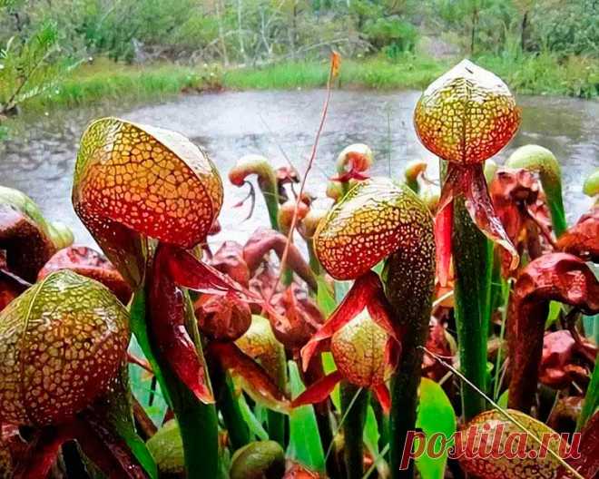 Комнатное растение Дарлингтония (Darlingtonia). Это удивительное растение способно охотиться на насекомых. Видоизмененные листья дарлингтонии являются ловушками, наполненными пищеварительным соком. В них перевариваются двукрылые жертвы, которые не могут выбрать наружу. Содержать дарлингтонию в комнатных условиях рекомендуют в парниковых ящиках, защищенных мхом или листьями. Лучшей почвой для них является обычный влажный торф. Красивые желтоватые или красно-коричневые цветки появляются в июне.