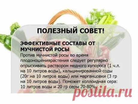 Дачные советы, секреты и хитрости Миллион советов на все случаи жизни!