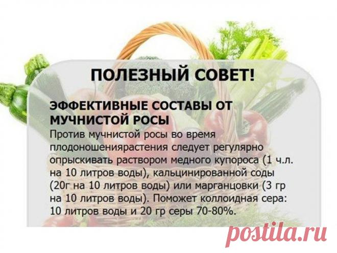 Дачные советы, секреты и хитрости Миллион советов на все случаи жизни!