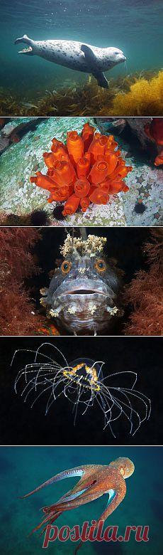 Подводный мир