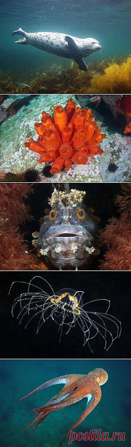 Подводный мир