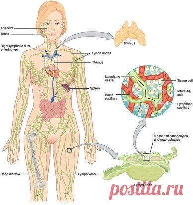 10 простых шагов для очищения лимфатической системы и поддержания гормонального баланса
Лимфатическая система представляет собой 