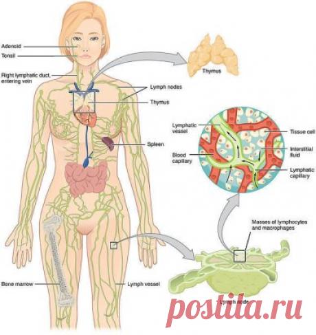10 простых шагов для очищения лимфатической системы и поддержания гормонального баланса
Лимфатическая система представляет собой "сеть" из тканей и органов, которые помогают организму избавляться от токсинов, отходов и других нежелательных веществ. Её основная функция заключается в транспортировке лимфатической жидкости по всему телу.Лимфа содержит лимфоциты (белые кровяные клетки), которые борются с инфекциями. Лимфатическая система - важная часть иммунной системы. Если у вас плохое самочувств