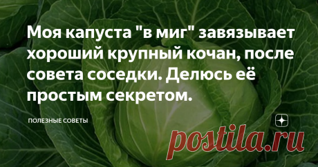 Моя капуста &quot;в миг&quot; завязывает хороший крупный кочан, после совета соседки. Делюсь её простым секретом. Доброго времени суток, дорогие дачники и садоводы!
Как опытный огородник, расскажу сегодня о капусте, которая нуждается в бережном отношении, внимании. Особенно в конце лета овощ нуждается в качественной, эффективной подкормке, без которой капуста будет  слабой.
Чтобы приготовить эффективную подкормку для капусты, следует использовать дрожжи, воду и сахар
| выпечка на сковороде