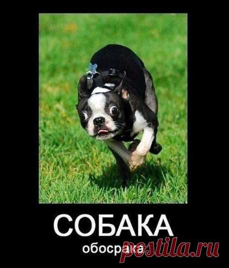 Виды собак