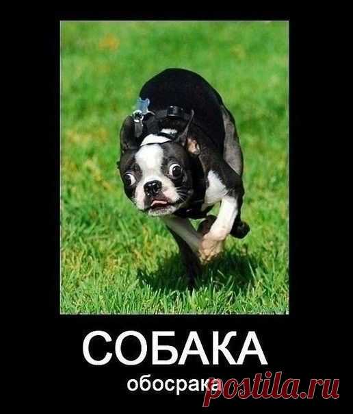Виды собак