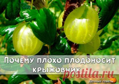 Почему плохо плодоносит крыжовник
#дачасадогород
Как-то довелось быть свидетелем диалога двух дачниц. «У меня на ягодной плантации такие шикарные кусты, – хвалилась одна. – Прямо не кусты, а целая роща! Вот только ягод мало дают. Сорта, что ли, плохие». «Скорее всего, – согласилась ее «коллега». – У меня та же история – растут прекрасно, а урожая – один пшик».
И таких историй можно услышать тысячи. Однако дело тут вовсе не в сортах. Хотя бывают, конечно, не очень урожайные экземпляры, но не до