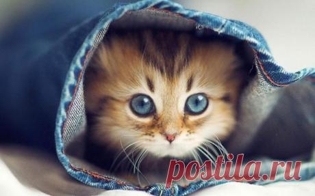 Как пристроить кота к делу и получить пользу