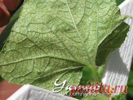 Уютно ● Рецепты ● Здоровье ● Огород ● Рукоделие