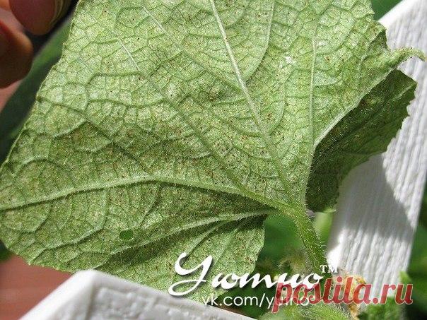 Уютно ● Рецепты ● Здоровье ● Огород ● Рукоделие