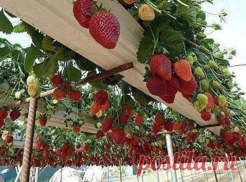 Отличная идея для выращивания клубники!)) Сейчас бы туда ...