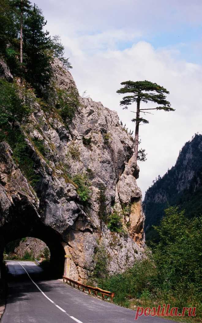 Фотография Классика - одинокая сосна из раздела природа №3238898 - фото.сайт - Photosight.ru