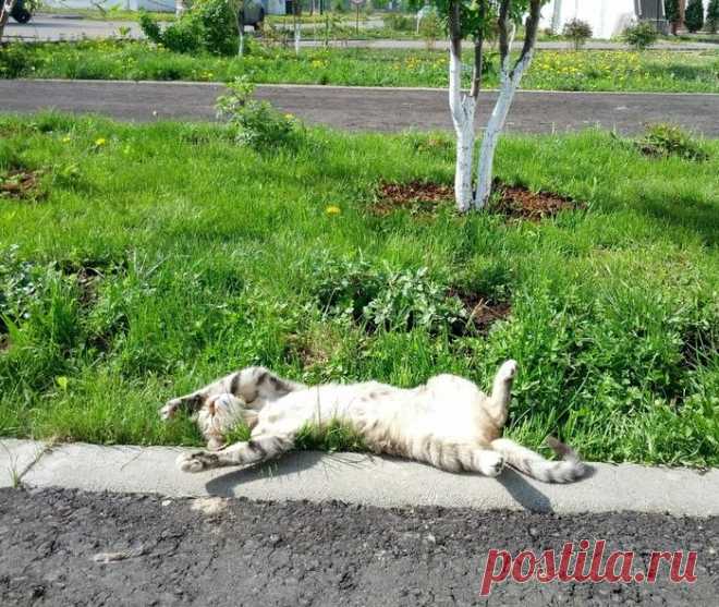 Как хорошо на солнышке лежать!
