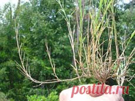 О свинорое (пырее) замолвлю словечко.: Группа Наши грядки