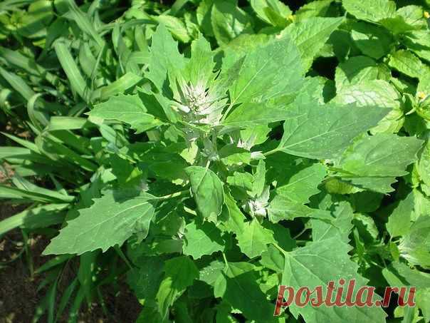 Лебеда - лекарственный сорняк!