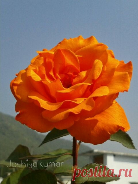 Orange rose
PicsArt   |  Pinterest • Всемирный каталог идей