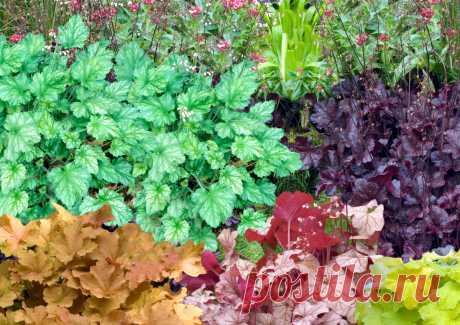 Гейхера — лучший многолетник для тенистого сада. Фото — Ботаничка