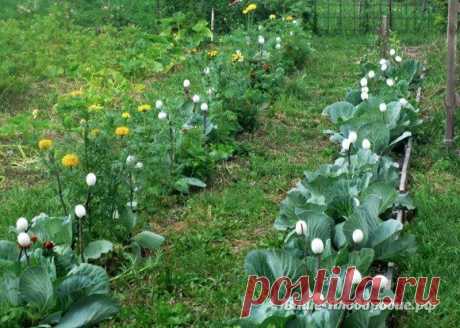 Собираем идеи к дачному сезону! 🌱