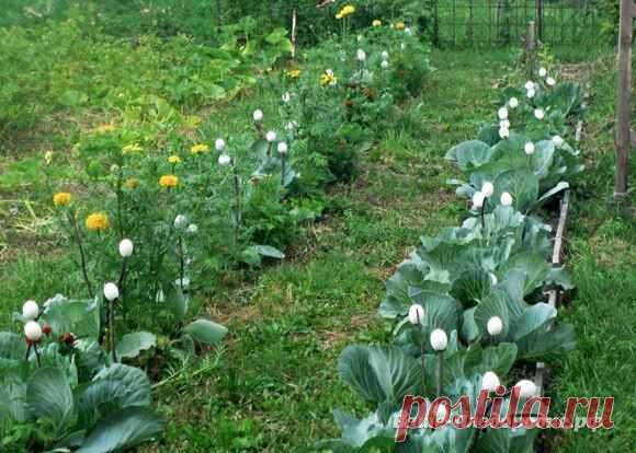 Собираем идеи к дачному сезону! 🌱
