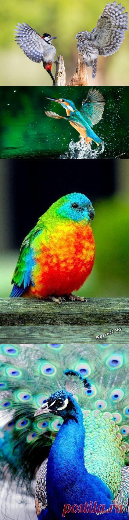 Сейчас вылетит птичка - 26