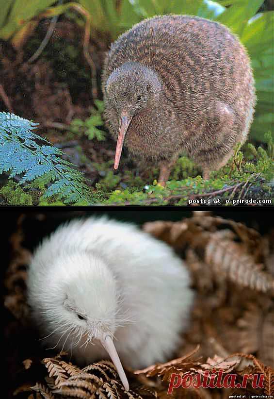 Киви – самая маленькая из нелетающих птиц – 10 фото - Фото мир природы
