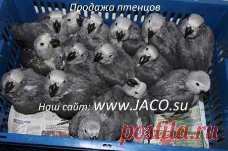 ПИТОМНИК ЖАКО - птенцы хозяина попугая Григория