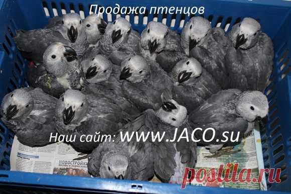 ПИТОМНИК ЖАКО - птенцы хозяина попугая Григория