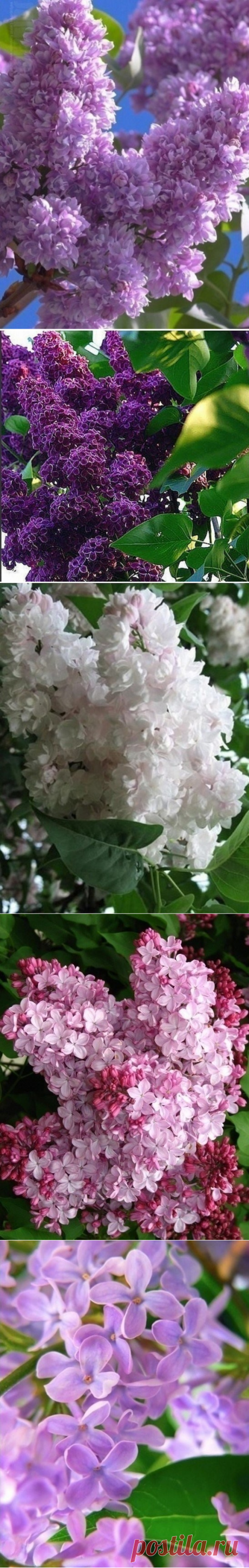 (54) Одноклассники