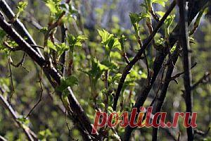 Уход за деревьями после зимы | Дача - впрок