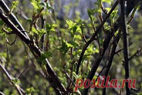 Уход за деревьями после зимы | Дача - впрок