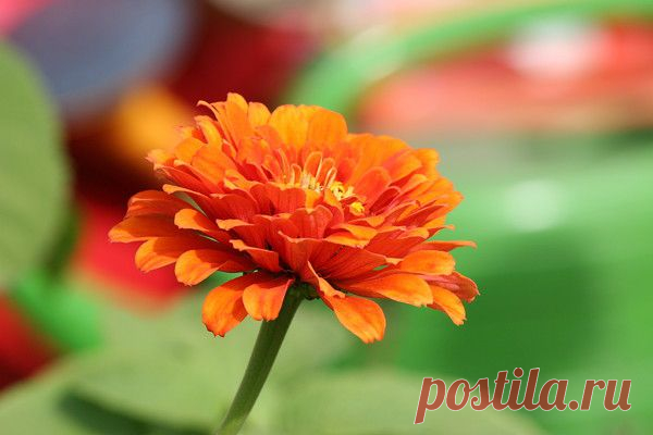 Цветы | Фотографии сергей ефременко | 9668 фото