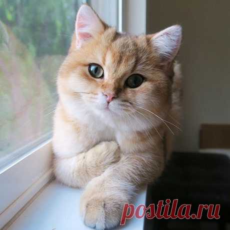 Снимки кошек и собак, которые подарят Вам позитивное настроение