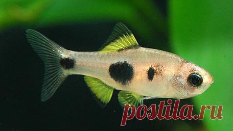 129.jpg (456×257)
Барбус бабочка, барбус мотылек (Barbus hulstaerti)