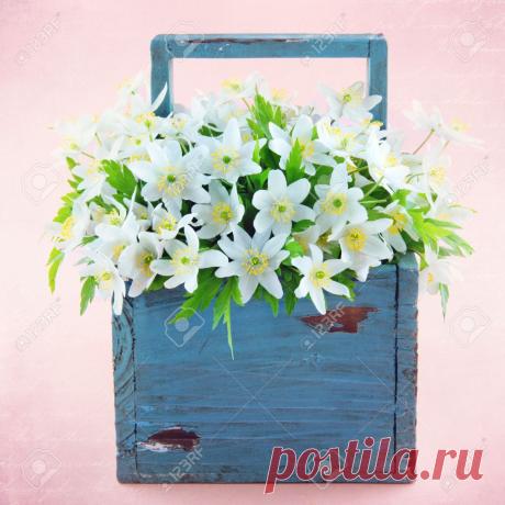 29035711-wood-anemone-spring-wild-flowers-in-a-blue-wooden-basket-on-pink-textured-background-Stock-Photo.jpg (1300×1300)