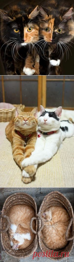 Планета Земля - чудо Вселенной .