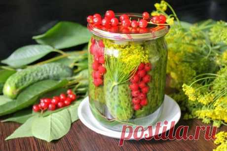 Огурцы с красной смородиной