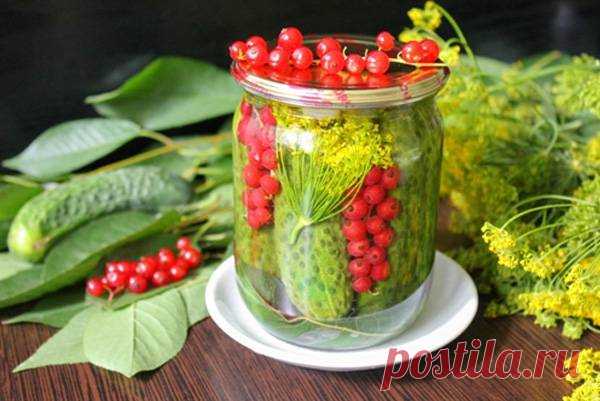 Огурцы с красной смородиной