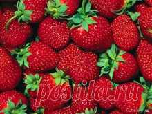 Клубника.  Секреты большого урожая!!!