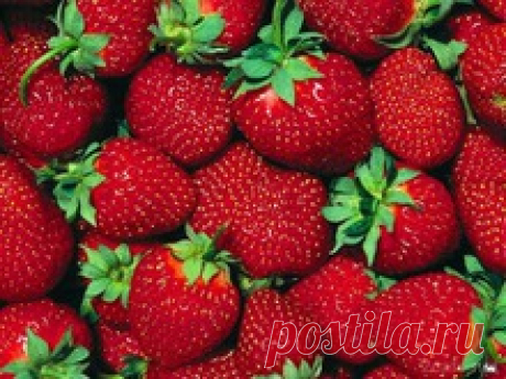 Клубника.  Секреты большого урожая!!!