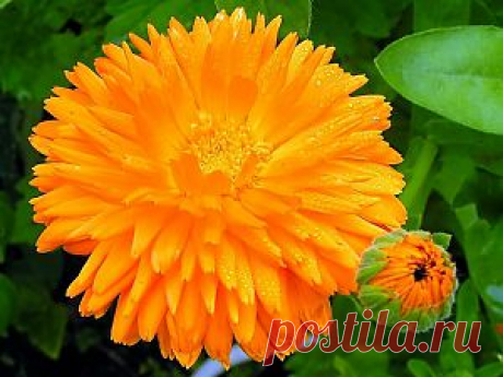 Ноготков цветки. 20 гр.. Купить в Интернет магазине svetlichok.tatet.ru.