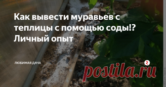 Как вывести муравьев с теплицы с помощью соды!? Личный опыт Для моей соседки теплица как дом родной, все у нее там так сказать 