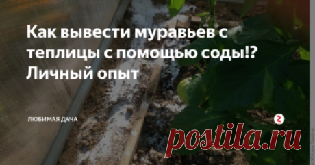 Как вывести муравьев с теплицы с помощью соды!? Личный опыт Для моей соседки теплица как дом родной, все у нее там так сказать "по полочкам разложено". И вдруг в теплице обосновались муравьи, которым она была далеко не рада. Я посоветовала вывести их при помощи обычной пищевой соды. Сода способна не только уничтожить муравьев, но также удобрить растения и продезинфицировать все в теплице.
Даже при незначительном количестве муравьев в теплице сразу же навод