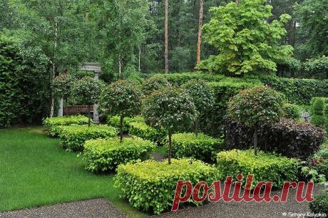 Многоликий пузыреплодник | Сады и цветы | Яндекс Дзен