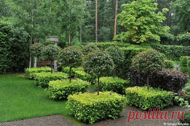 Многоликий пузыреплодник | Сады и цветы | Яндекс Дзен