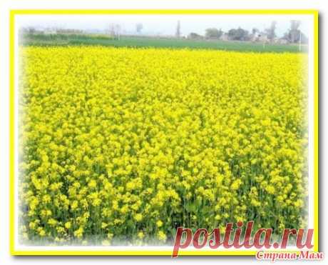 Зачем сеять горчицу на даче. - Сад, огород - Страна Мам