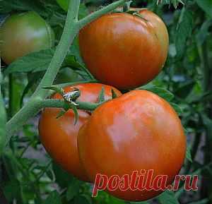 Выращивание рассады томатов на молоке, посадка | Дача - впрок