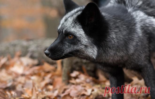 Обои взгляд, морда, лиса, Чернобурая лисица картинки на рабочий стол, раздел животные - скачать